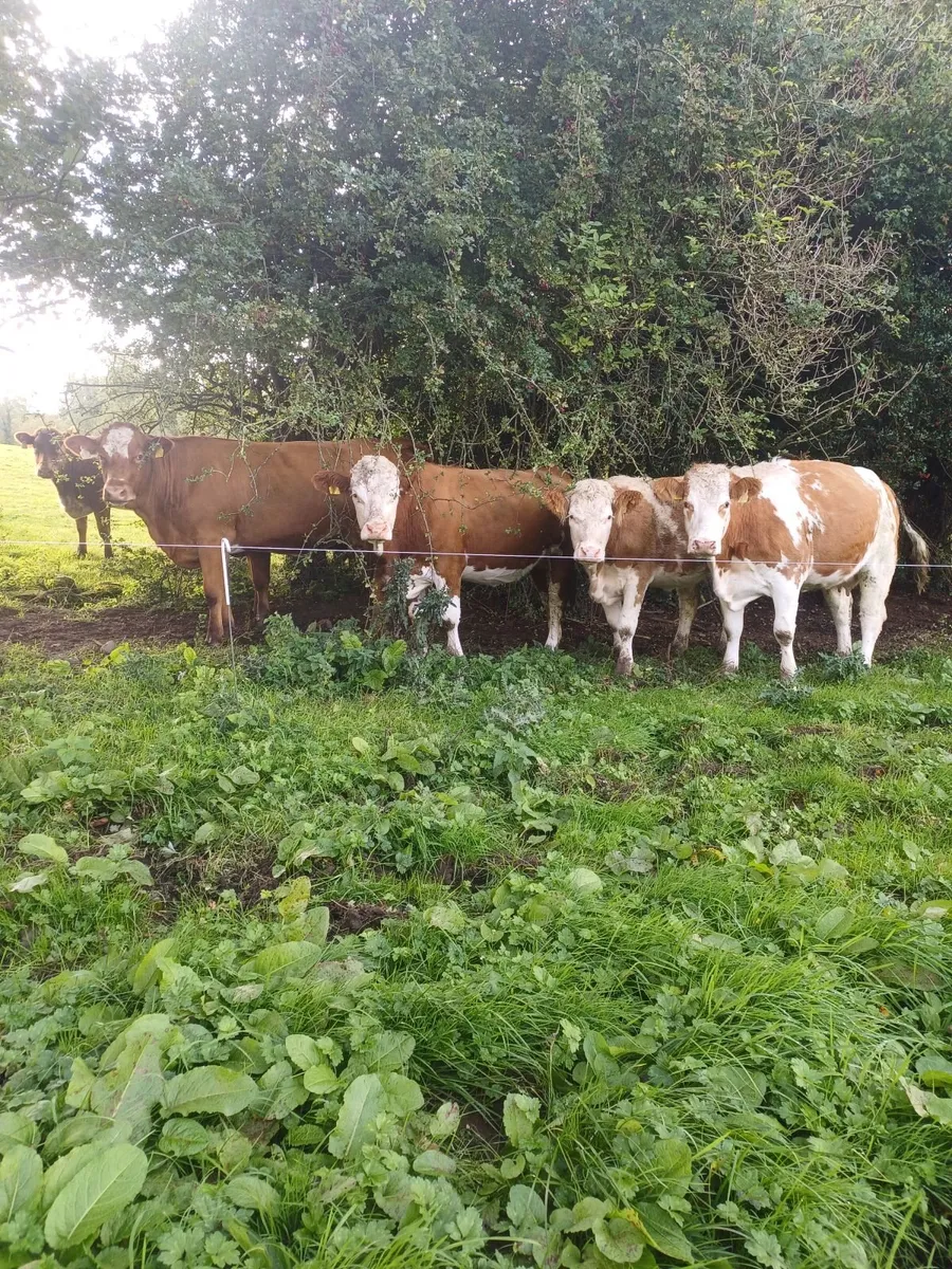 SPRINGING HEIFERS - Image 1