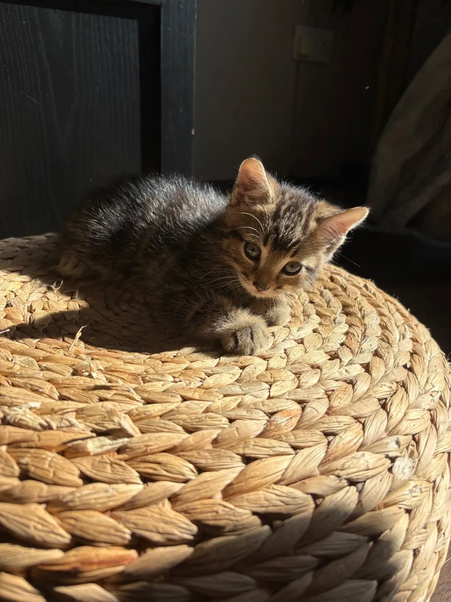 Kitten - Image 4