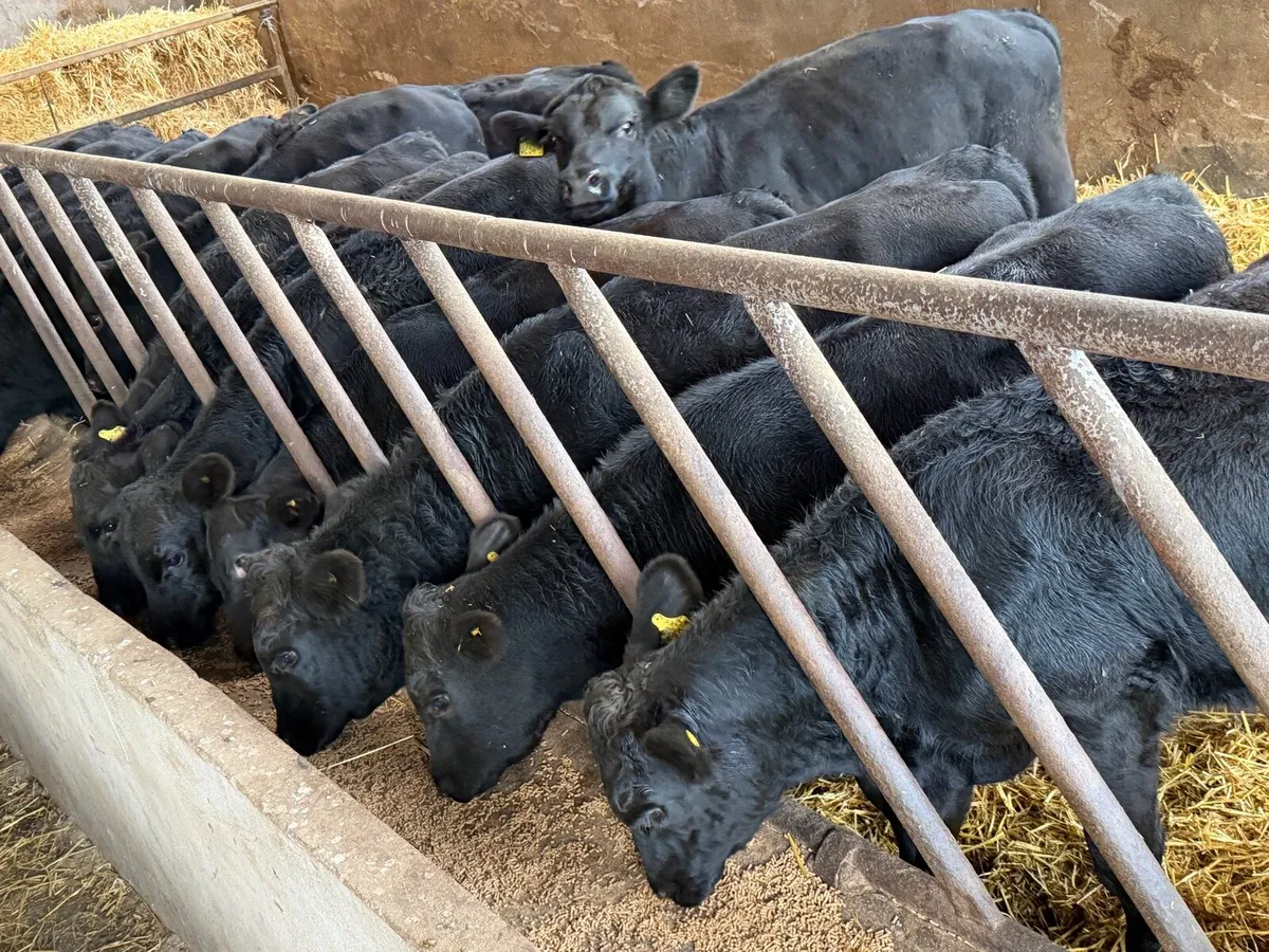 15 Aberdeen Angus Weanling Bulls - Image 2