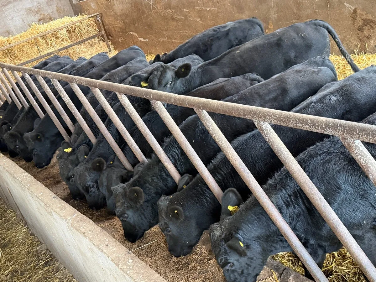 15 Aberdeen Angus Weanling Bulls - Image 3