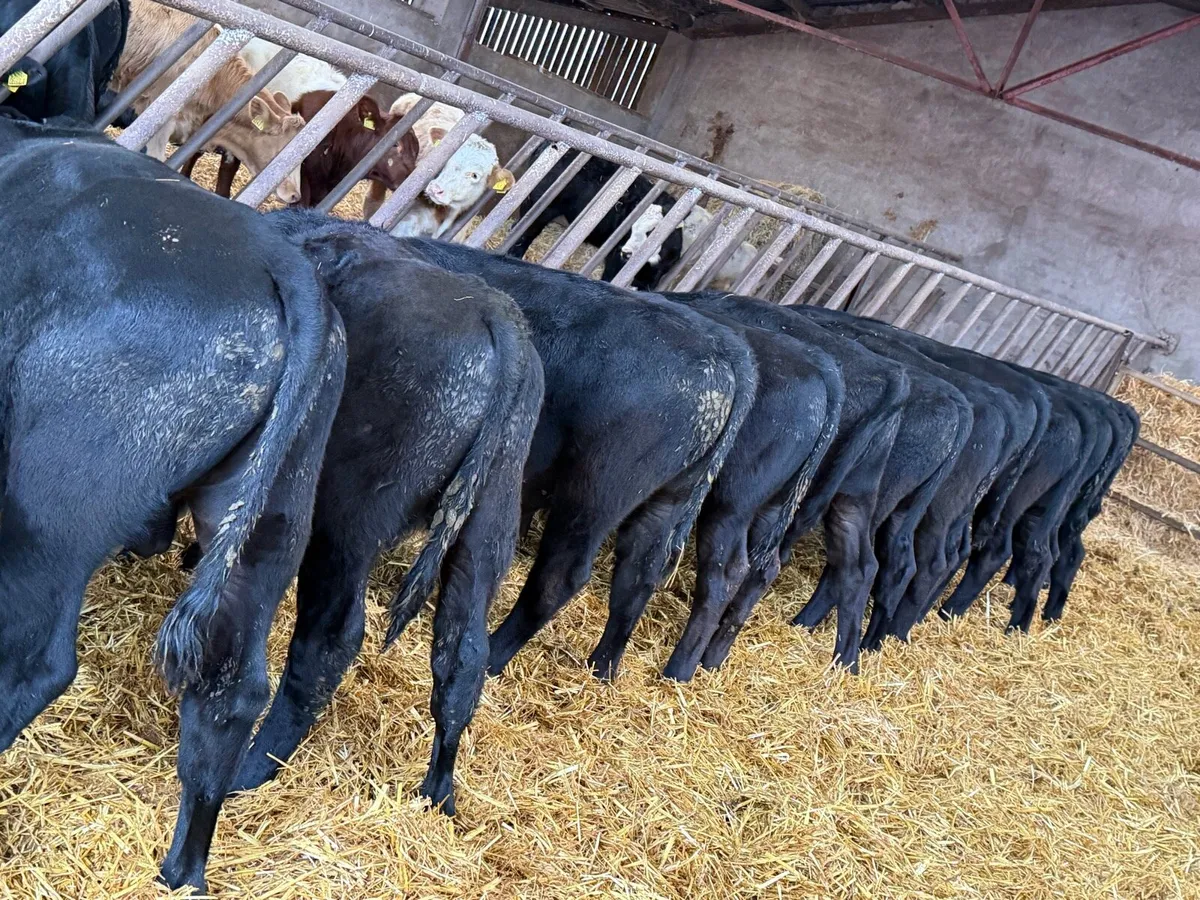 15 Aberdeen Angus Weanling Bulls - Image 4