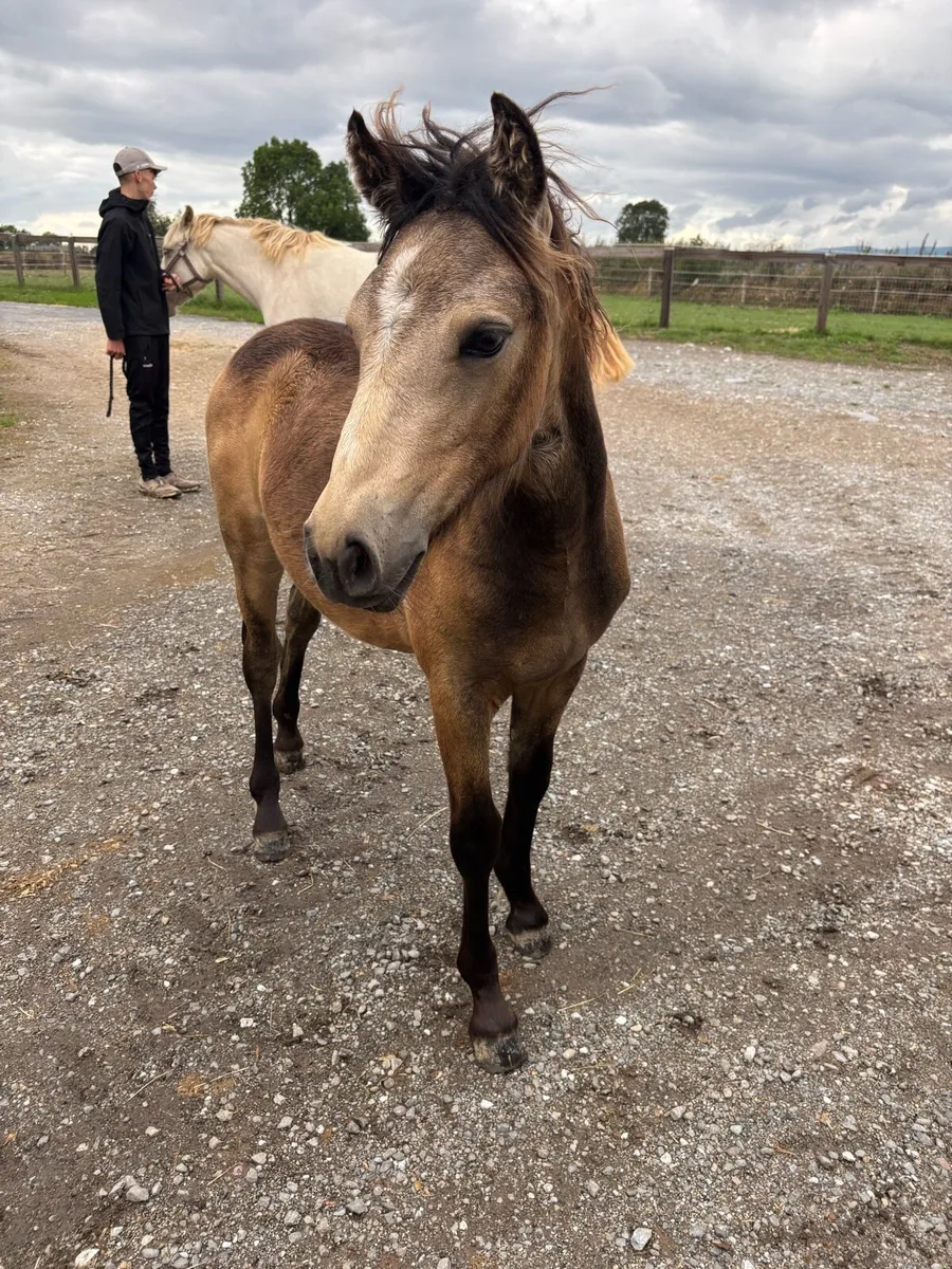 Connnemara filly foal - Image 1