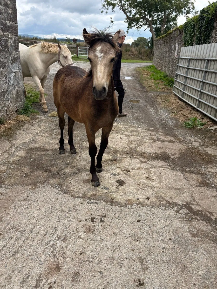 Connnemara filly foal - Image 2