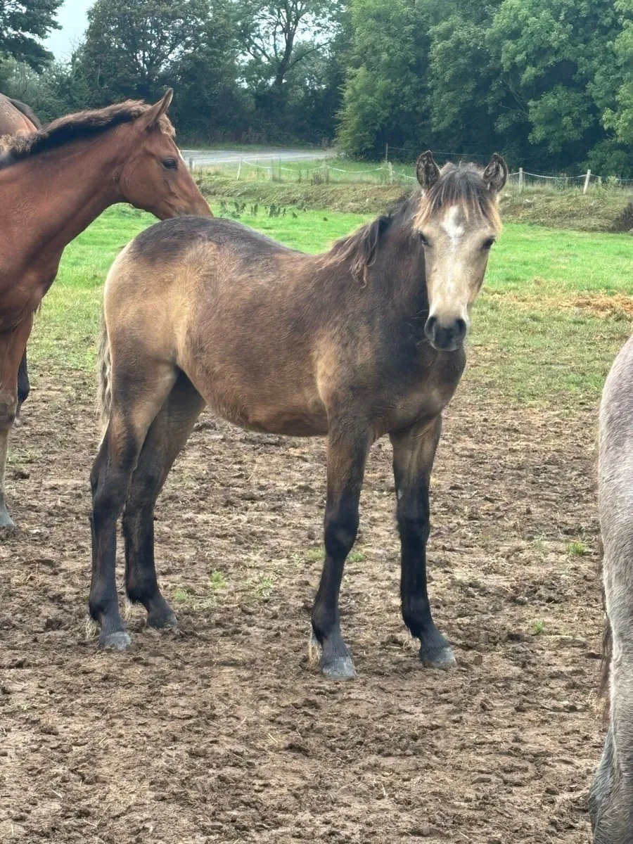 Connnemara filly foal - Image 3