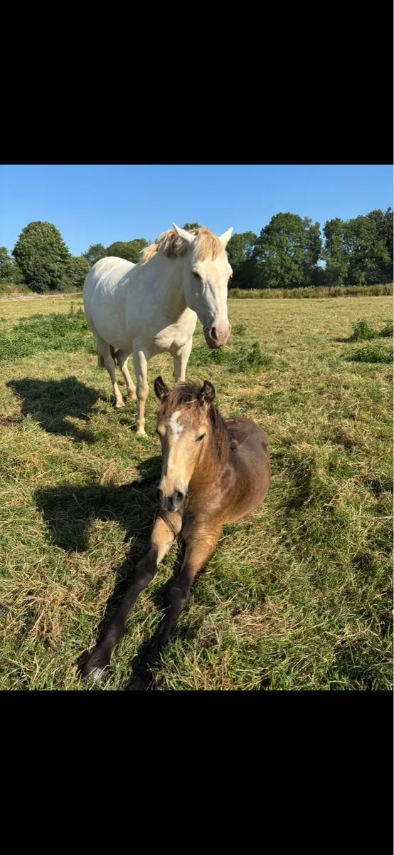 Connnemara filly foal - Image 4