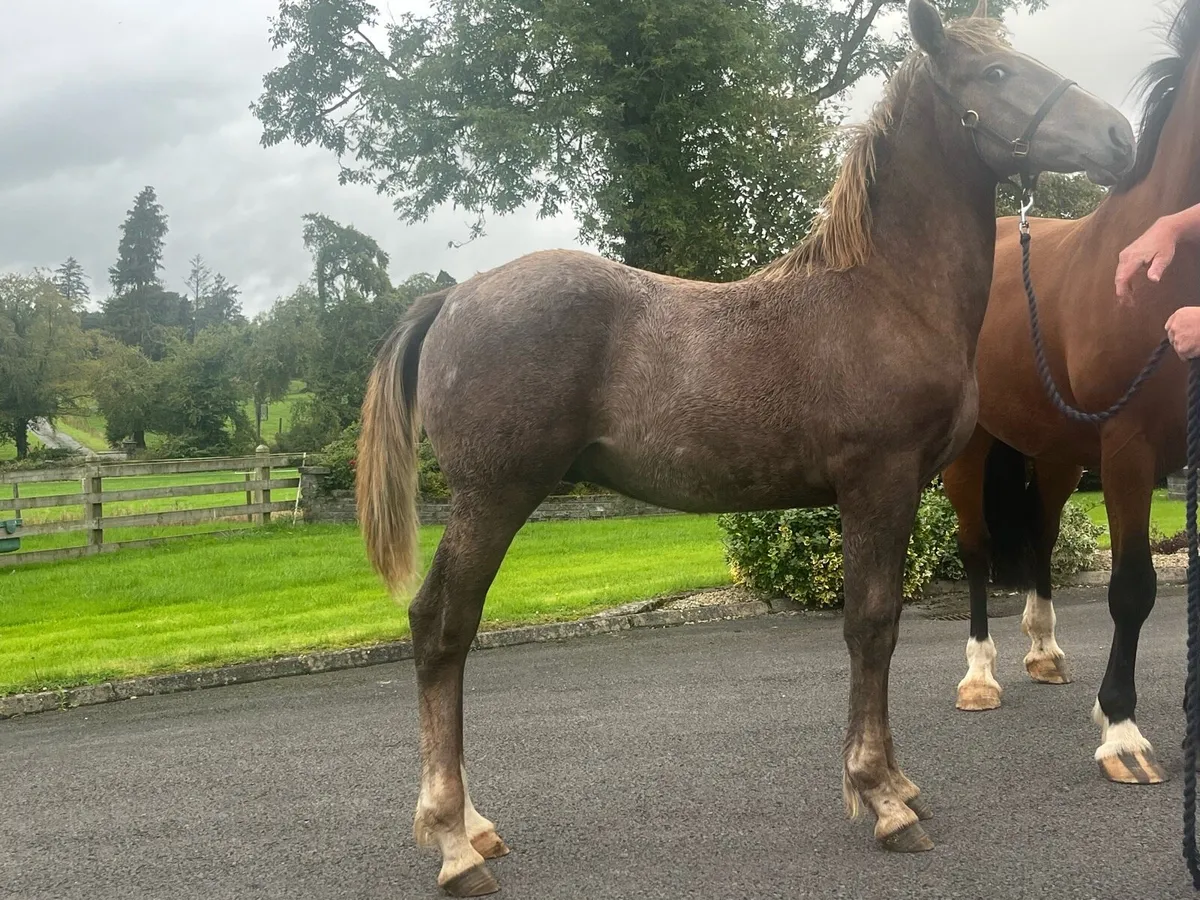 Irish draught colt foal - Image 2
