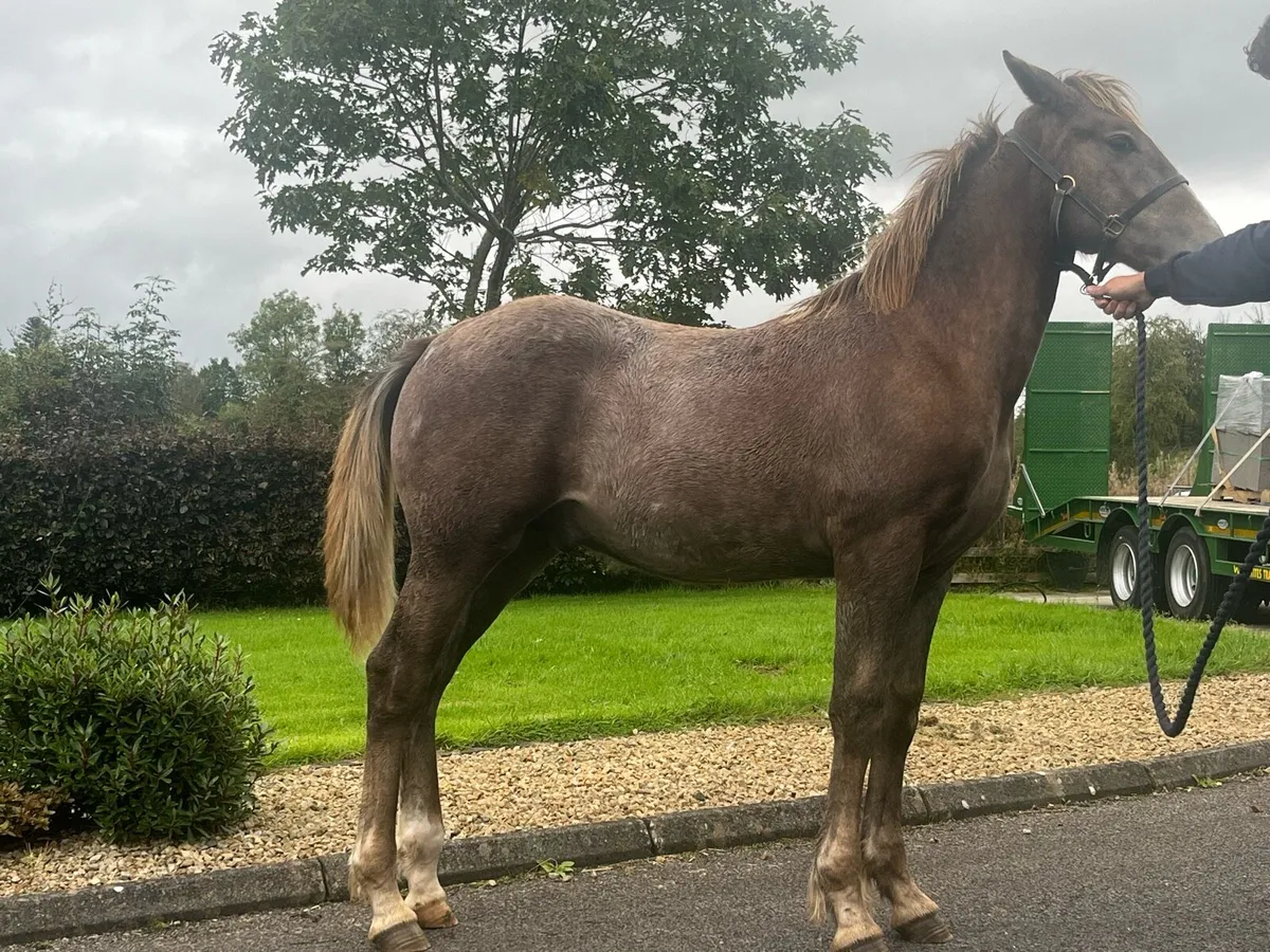 Irish draught colt foal - Image 3