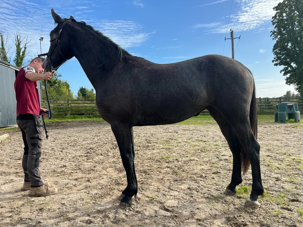 Horse - Image 1