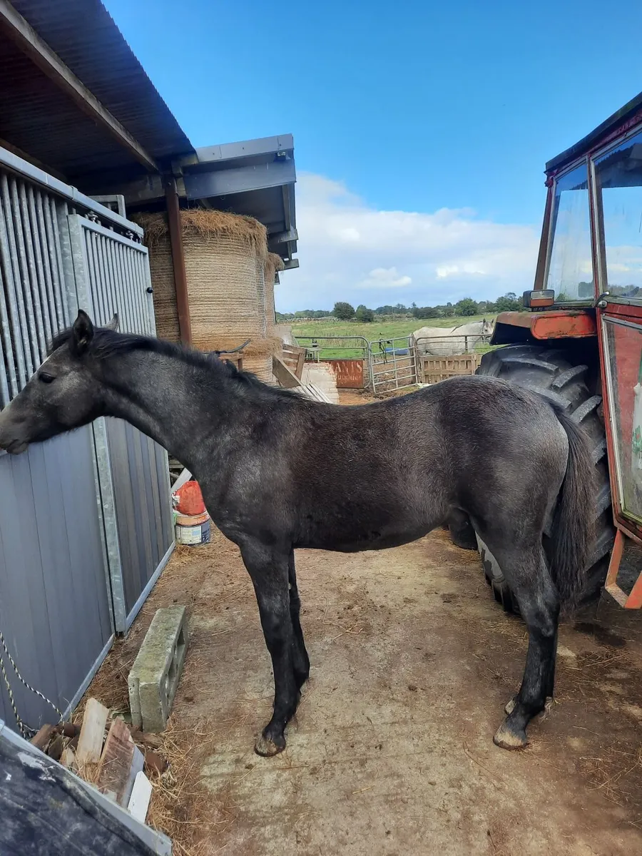 Connemara foals - Image 1