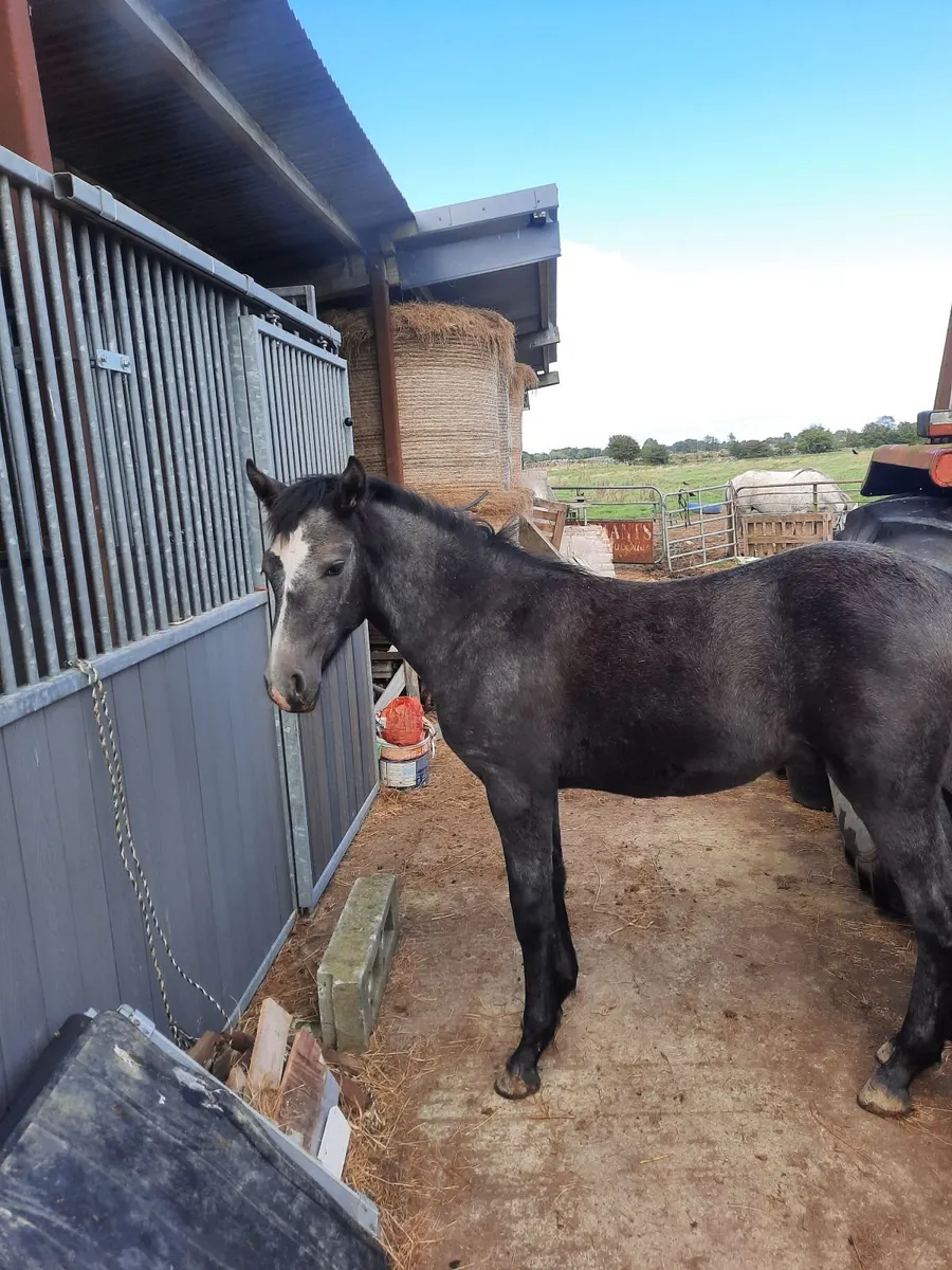 Connemara foals - Image 2