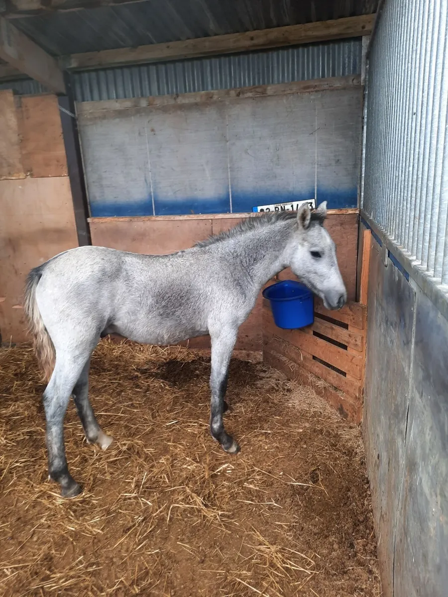 Connemara foals - Image 3