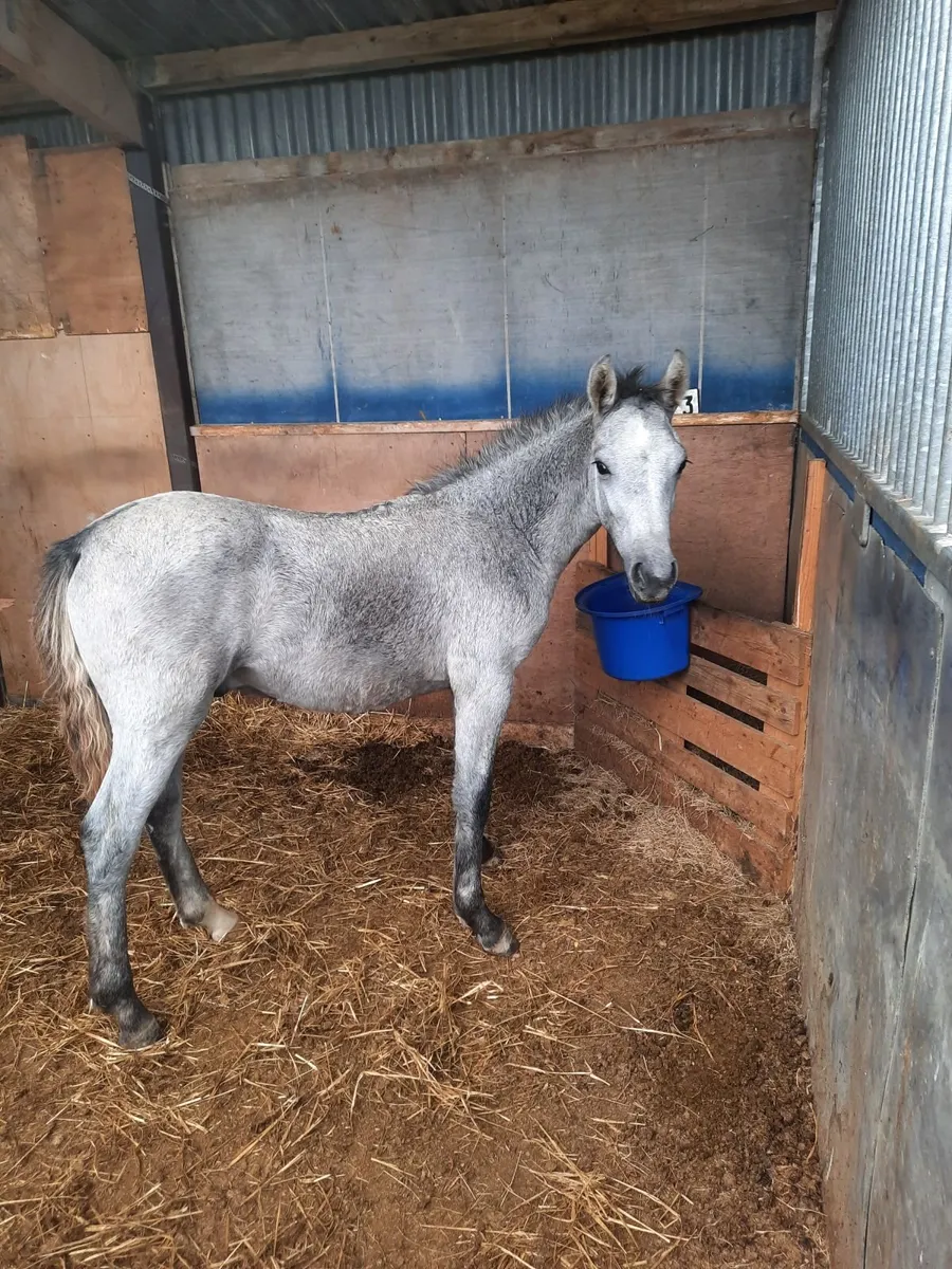 Connemara foals - Image 4