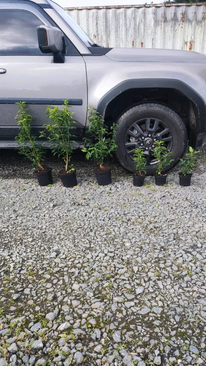 Portuguese Laurel in sizes from 3 euro - Image 1
