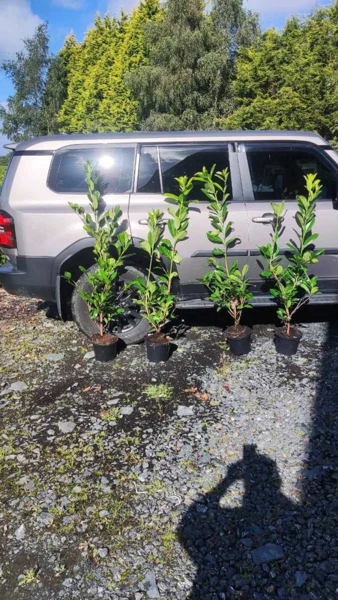 Portuguese Laurel in sizes from 3 euro - Image 2