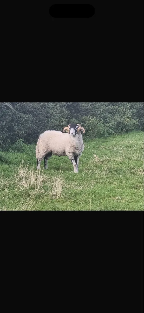 Rams - Image 1