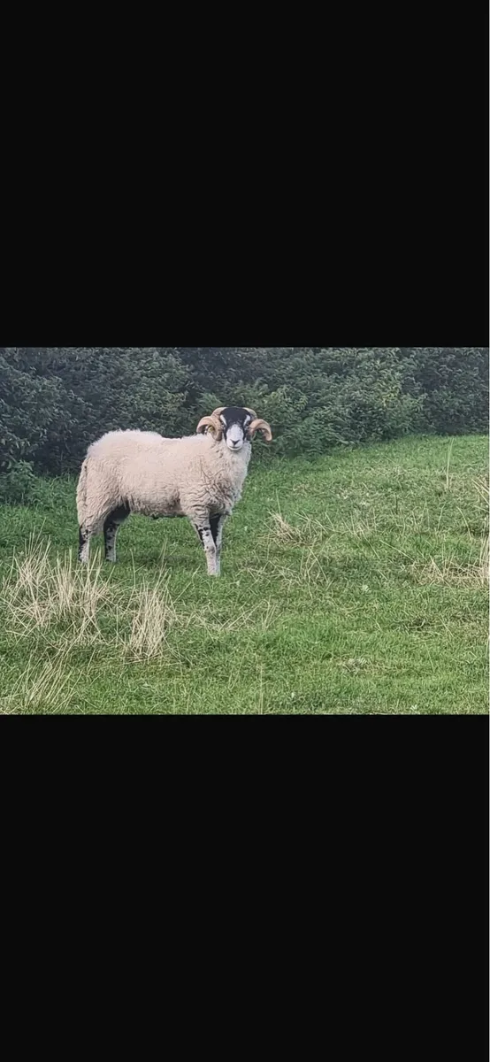 Rams - Image 2