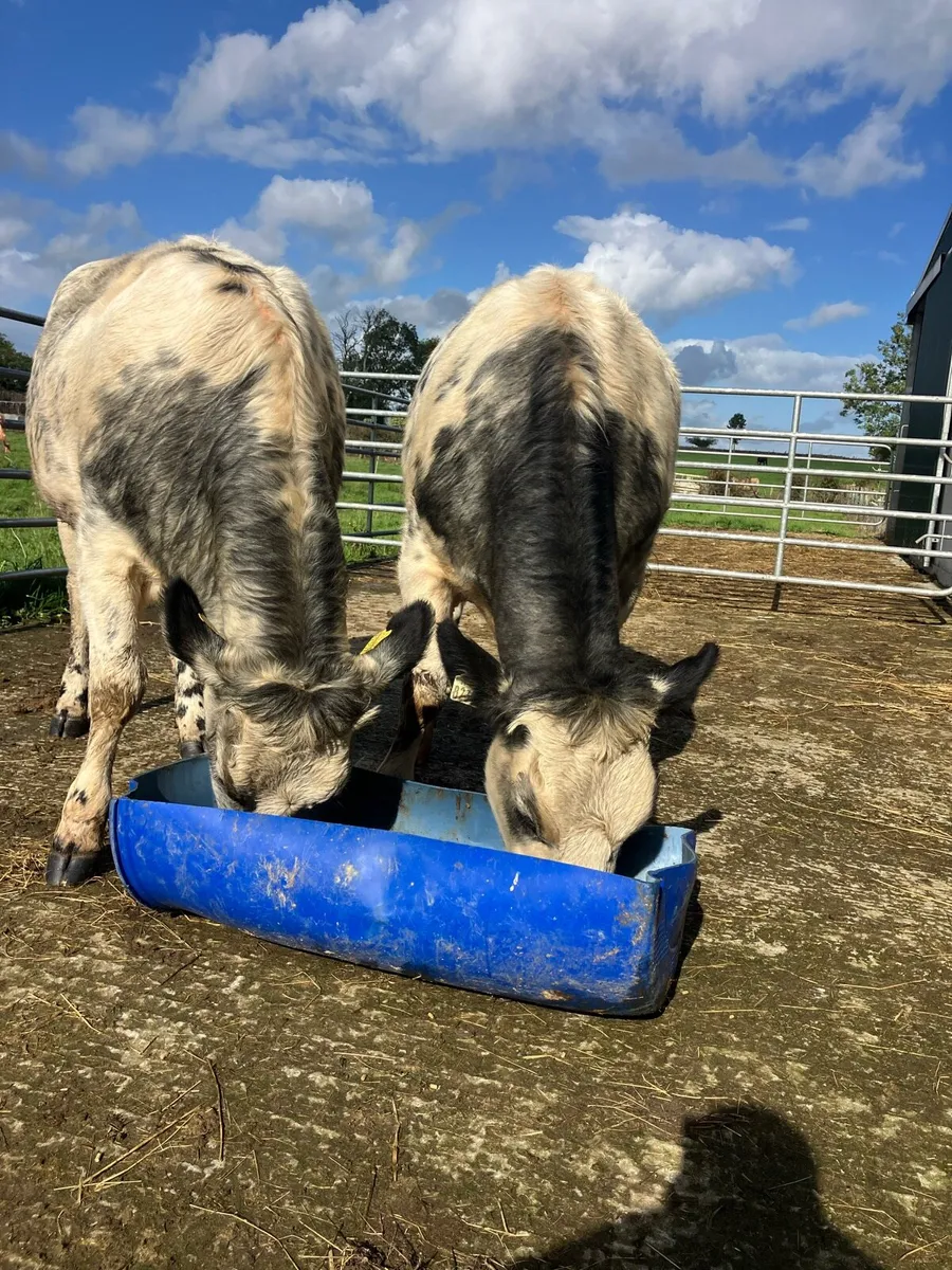 🌟 5 star heifers 🌟 - Image 4