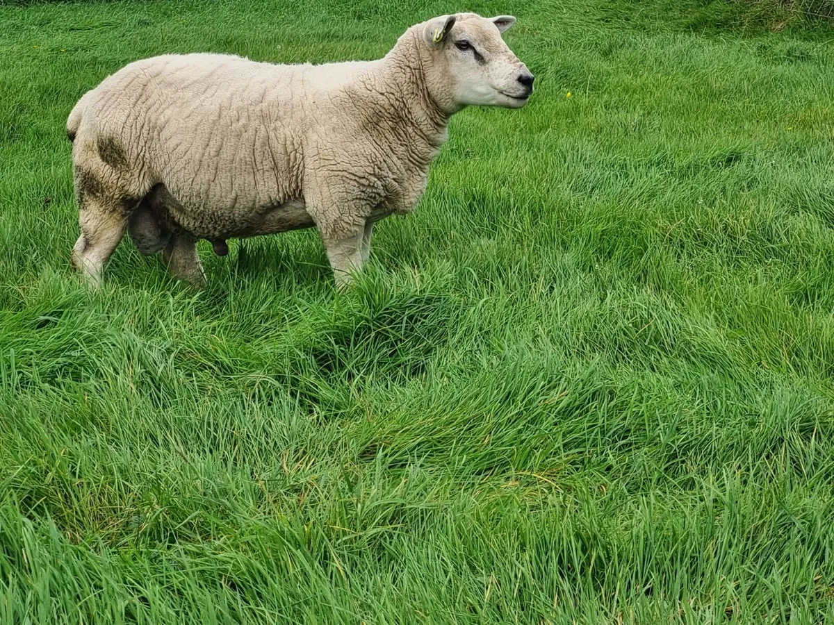 Rams - Image 3