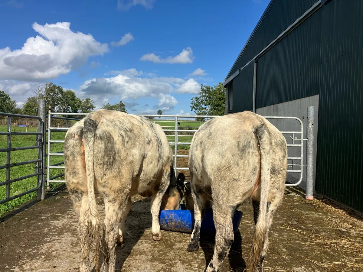 🌟 5 star heifers 🌟 - Image 2