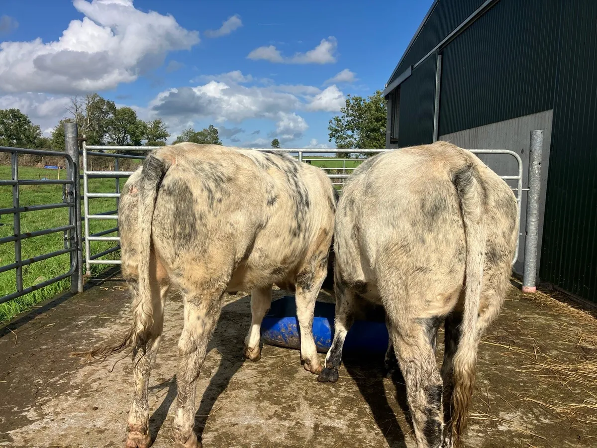 🌟 5 star heifers 🌟 - Image 3