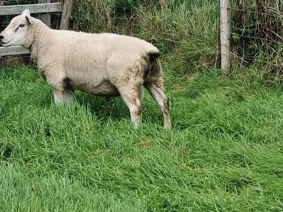 Rams - Image 4