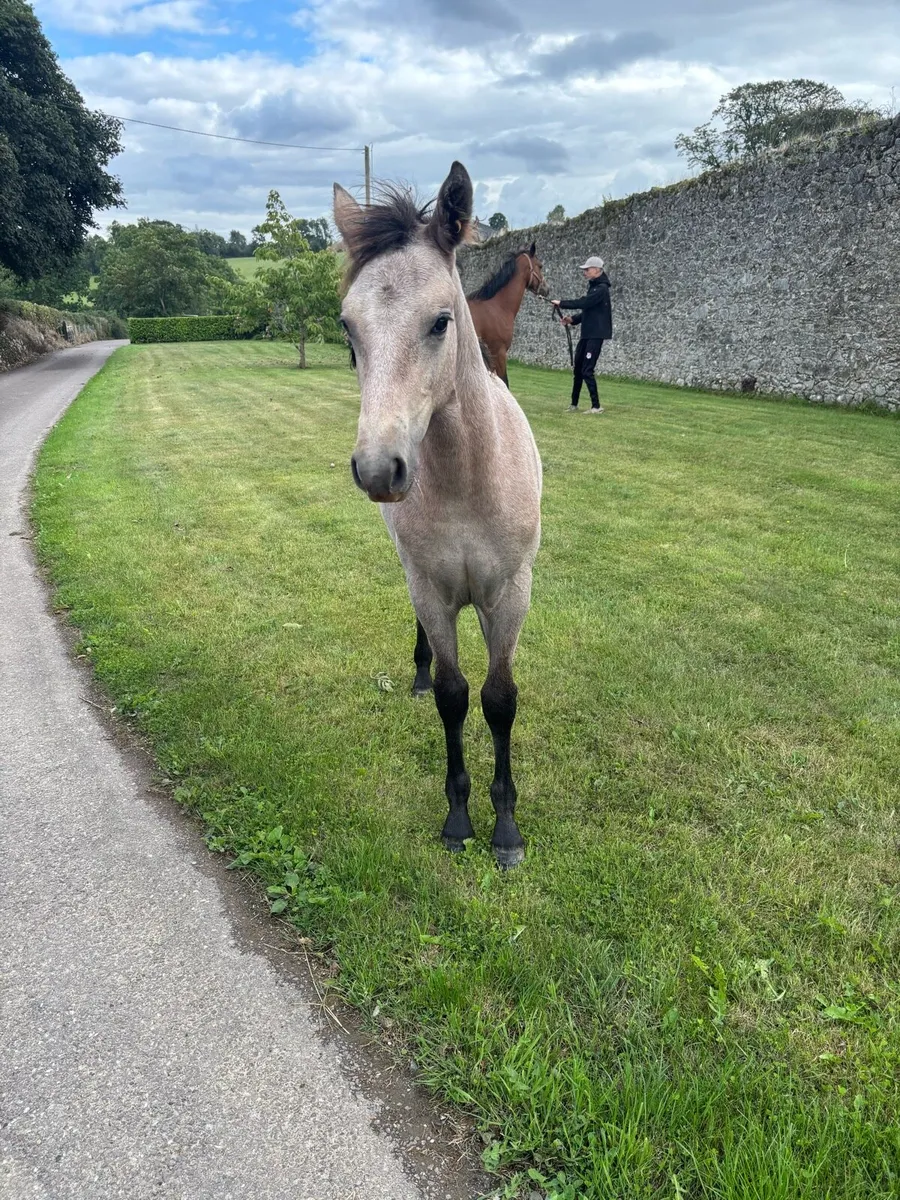 Connemara filly foal - Image 2