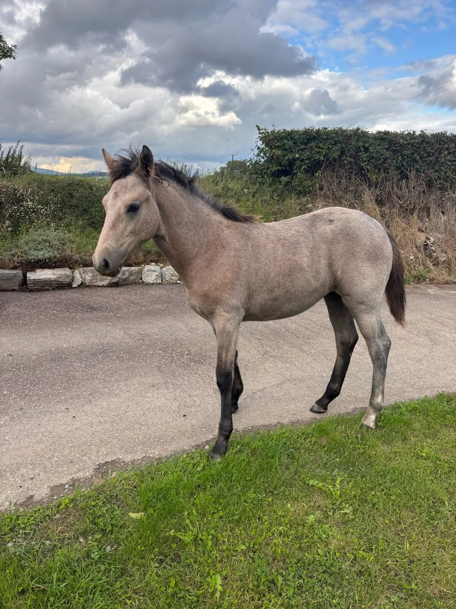 Connemara filly foal - Image 1