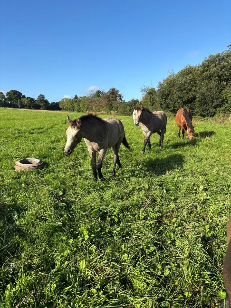 Connemara filly foal - Image 3