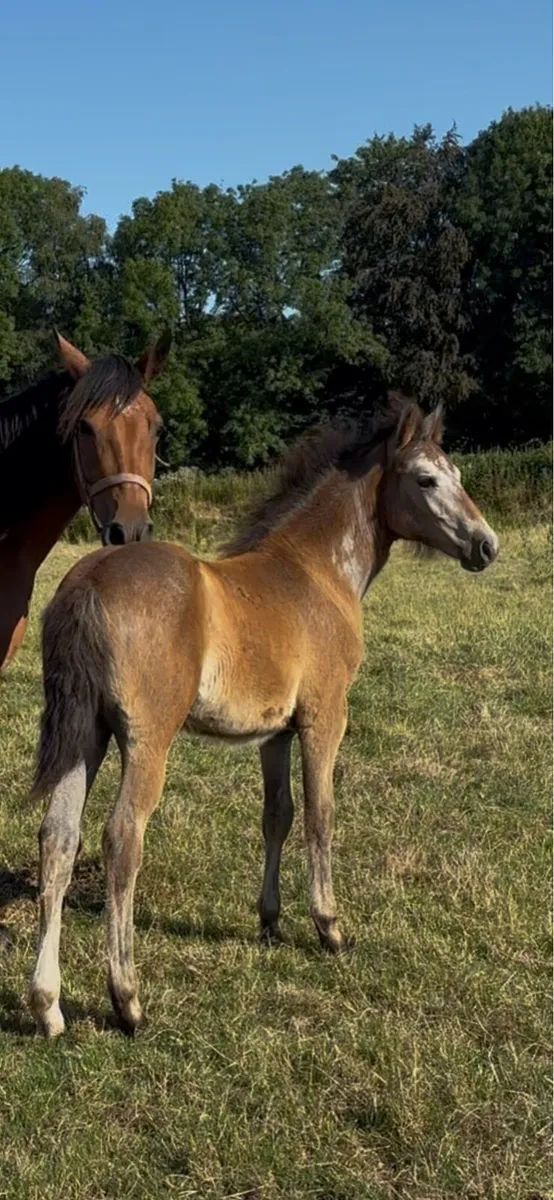 Connemara filly foal - Image 4