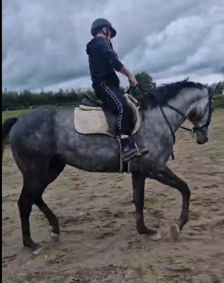 16.1, 6 yr old Gelding - Image 1