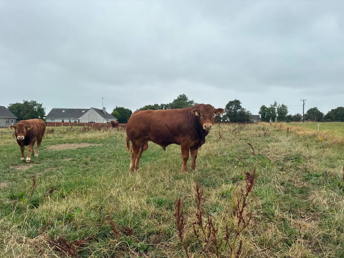 Pedigree Limousin Bulls - Image 3