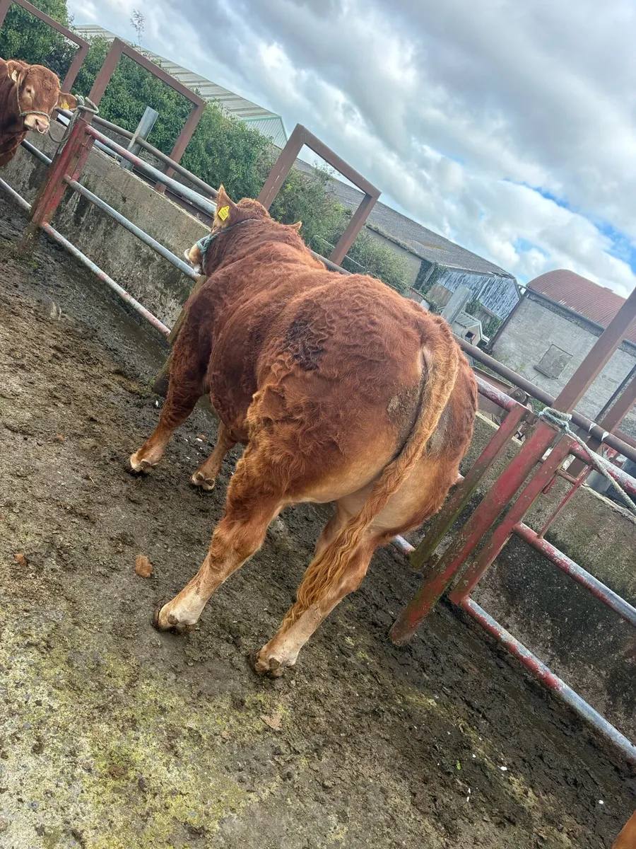 Pedigree Limousin Bulls - Image 4