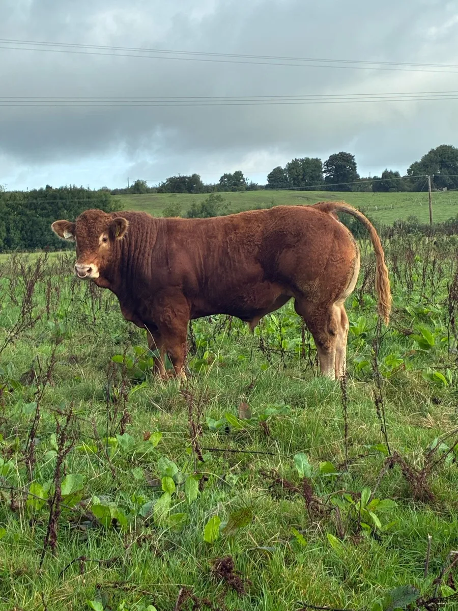 Pedigree Limousin Bulls - Image 1