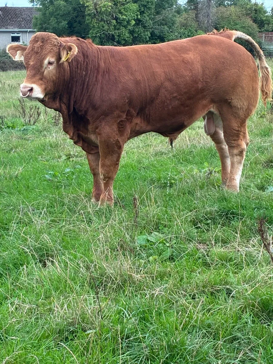 Pedigree Limousin Bulls - Image 2