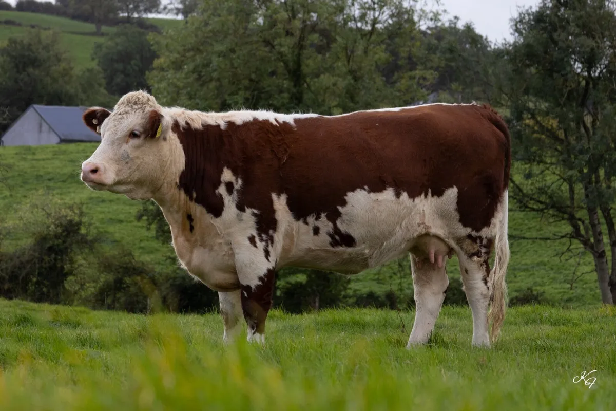 Pedigree Hereford Cow and Calf - Image 2
