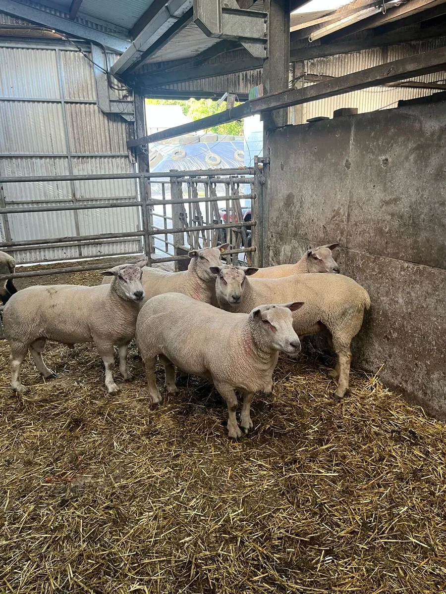 Charollais hogget rams - Image 1
