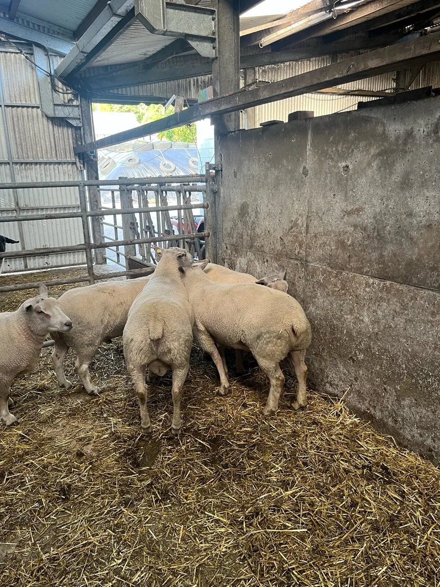 Charollais hogget rams - Image 2