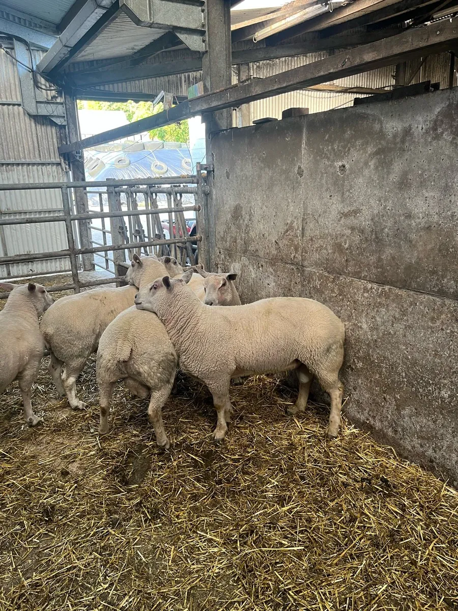 Charollais hogget rams - Image 3