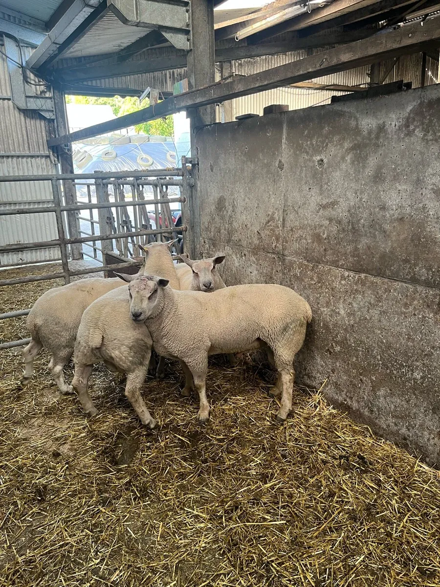 Charollais hogget rams - Image 4