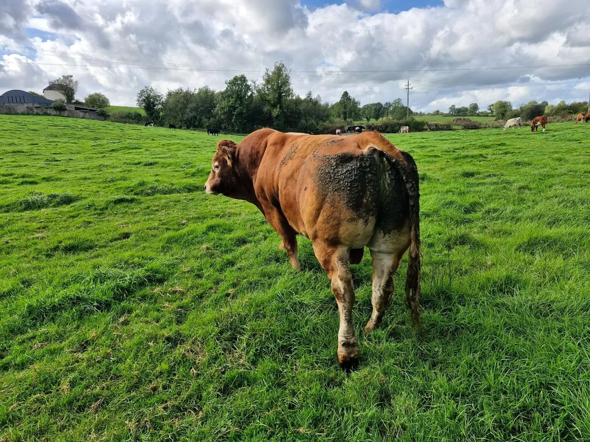 Limousine Bull - Image 3