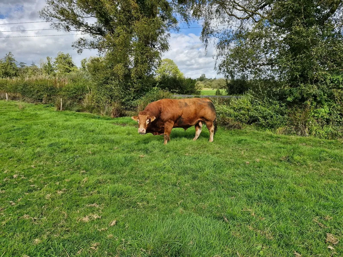 Limousine Bull - Image 4