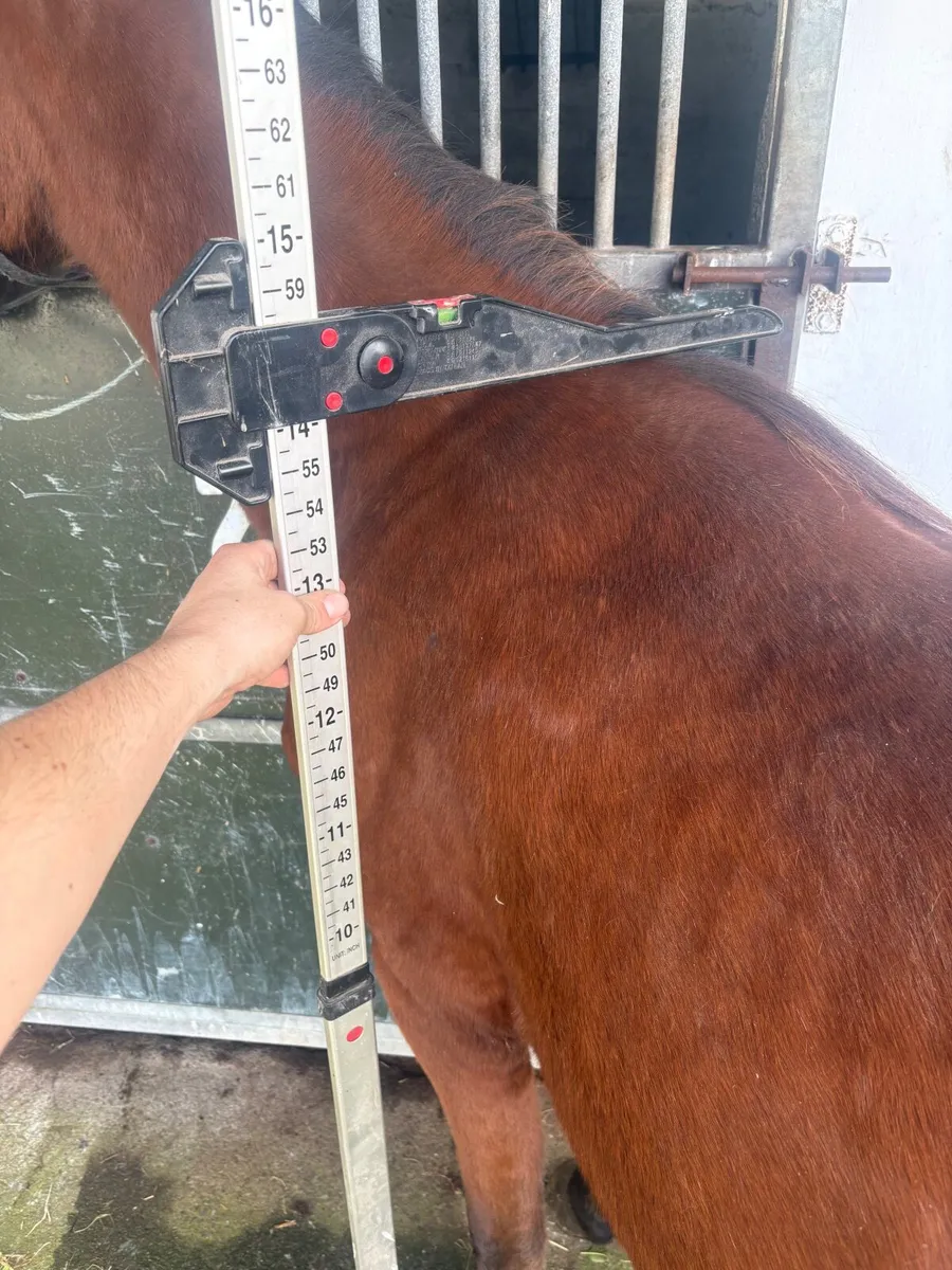 Filly - Image 1