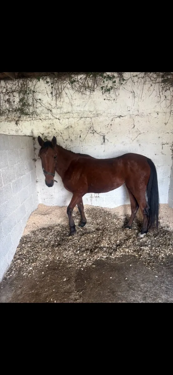 Filly - Image 2