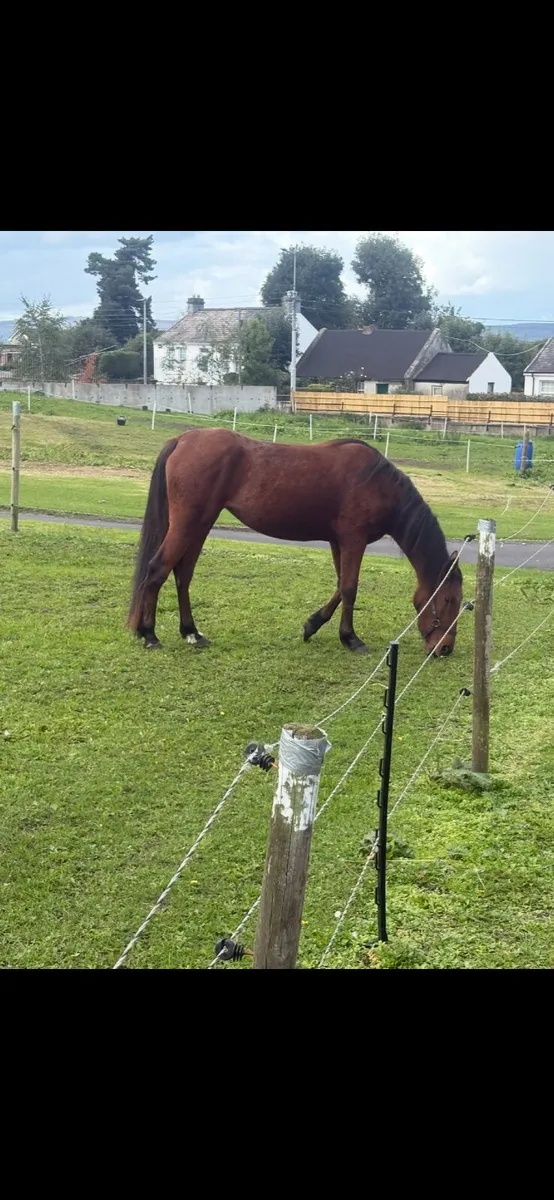 Filly - Image 4