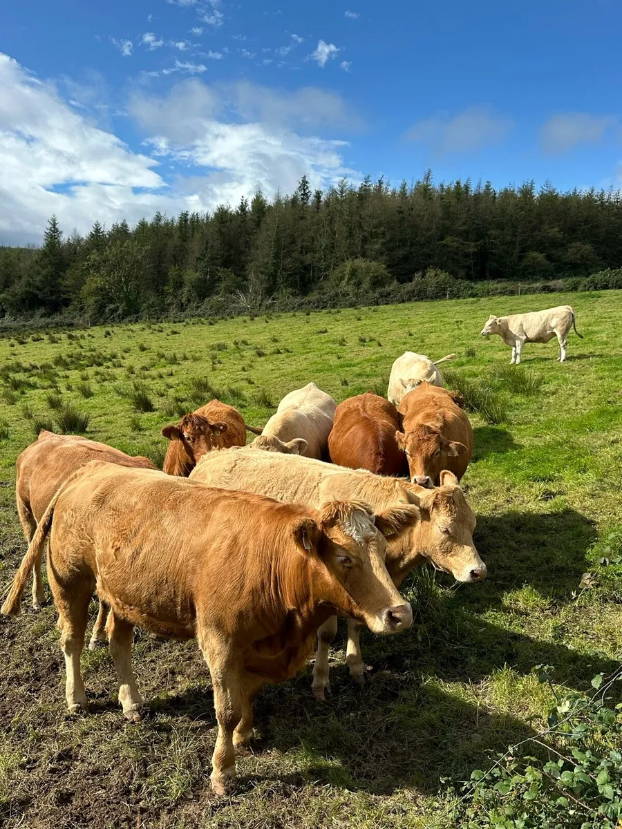 Incalf Continental Heifers - Image 1