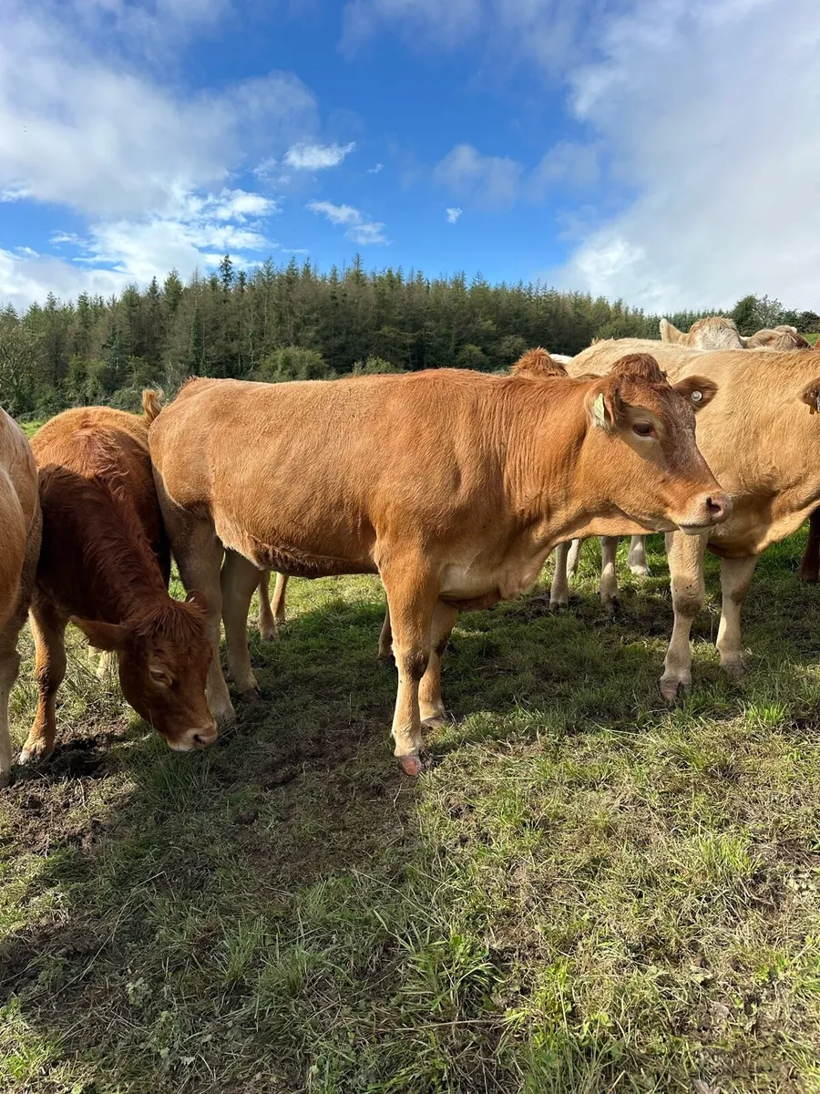 Incalf Continental Heifers - Image 2