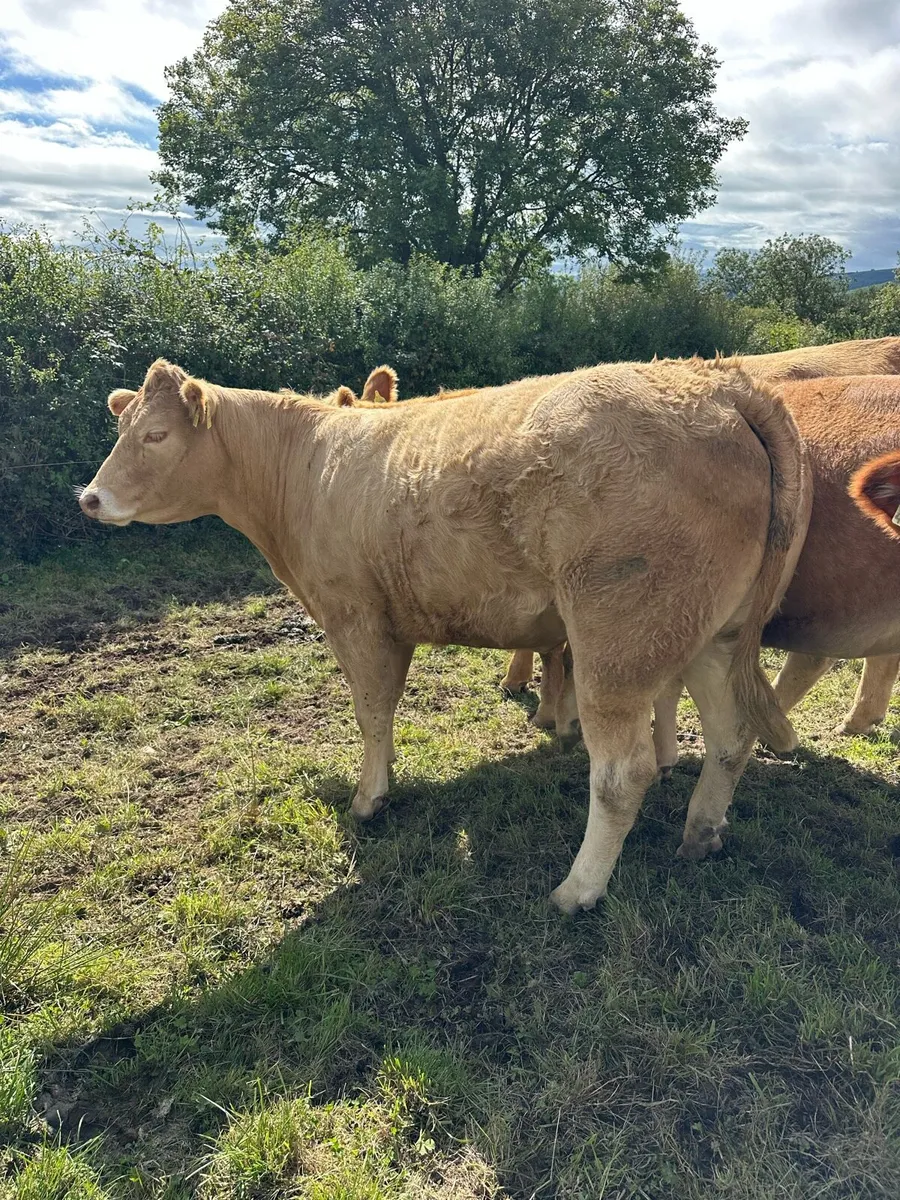 Incalf Continental Heifers - Image 3