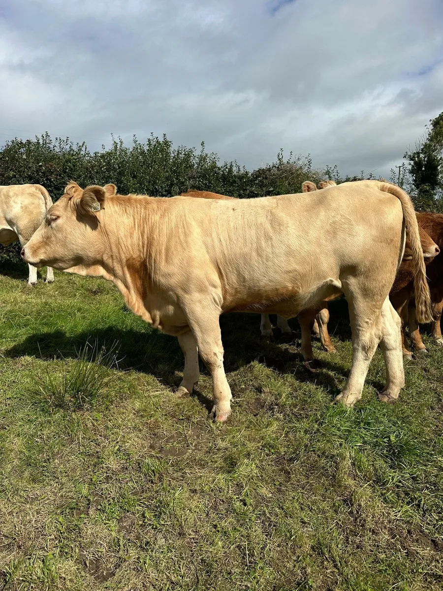 Incalf Continental Heifers - Image 4