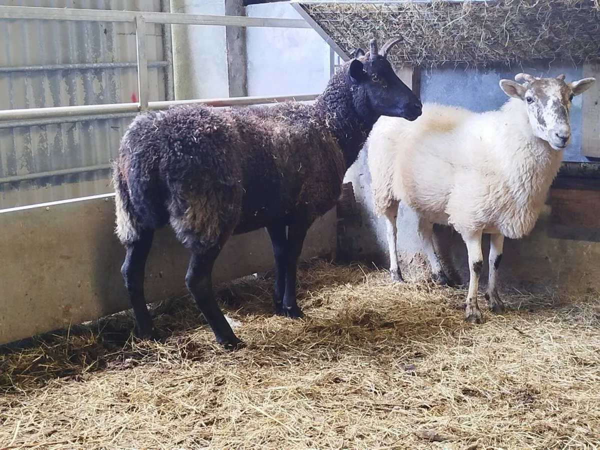 2 Third Crop Breeding Ewes - Image 3