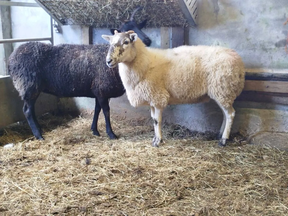 2 Third Crop Breeding Ewes - Image 2